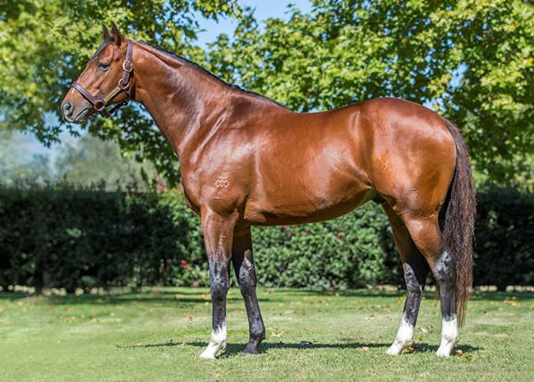 The first yearlings by Champion 3YO Colt & 5-time Group 1 winner The Autumn Sun have sold up to $950,000 in 2022. image - Georgie Lomax).