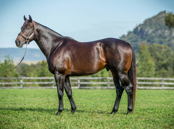Tassort Will Stand For $38,500 At Newgate Farm