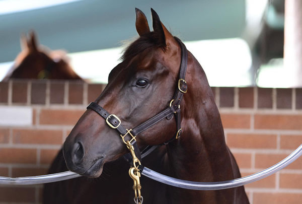 Tassort has all the attributes for sire success