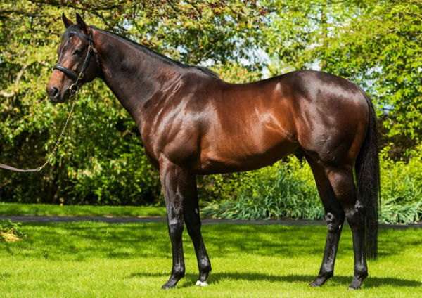 Ten Sovereigns (IRE) has sired 17 first crop winners in Europe this year. 