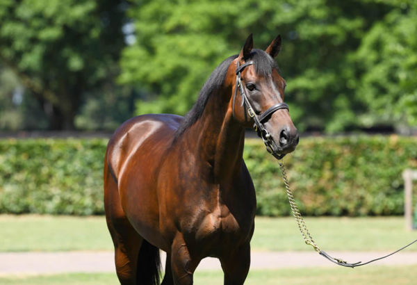 Little Avondale Stud's Time Test (GB) has been a runaway success in Europe this year with his first 2YO's.