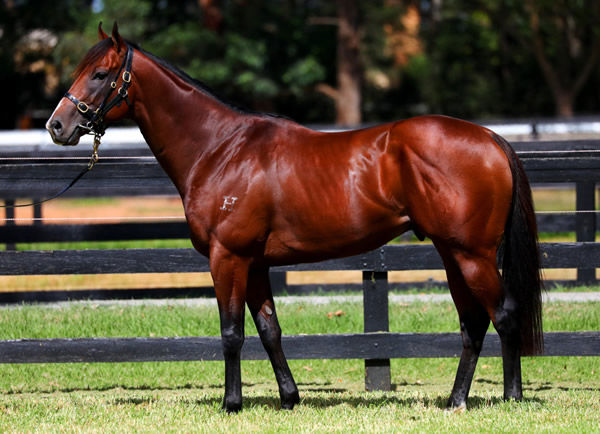 Kingstar Farm are standing Time to Reign at a fee of $9,900 - click for more information.