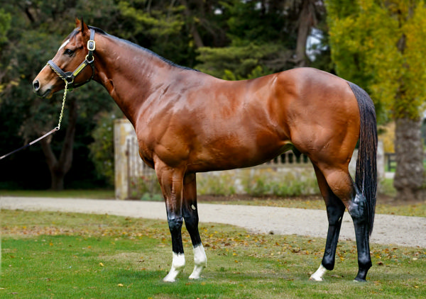 Toronado