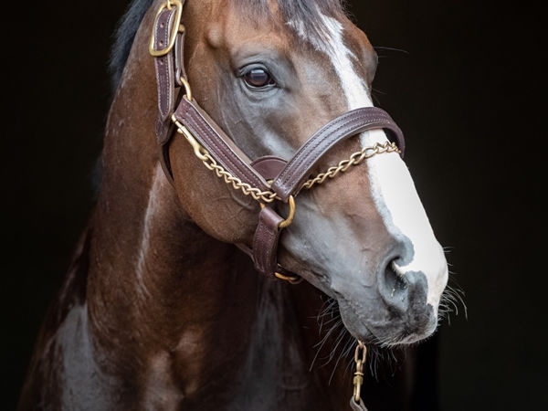 Trapeze Artist was the busiest first season sire in Australia in 2019