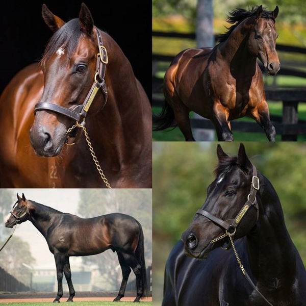 Click for comprehensive information on every sire.