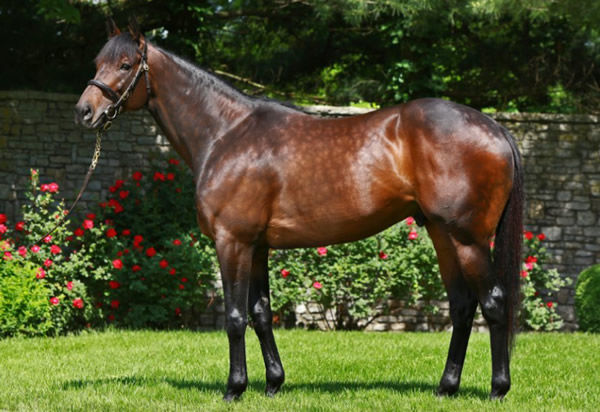 Uncle Mo was the busiest sire in North America in 2020 covering 257 mares.