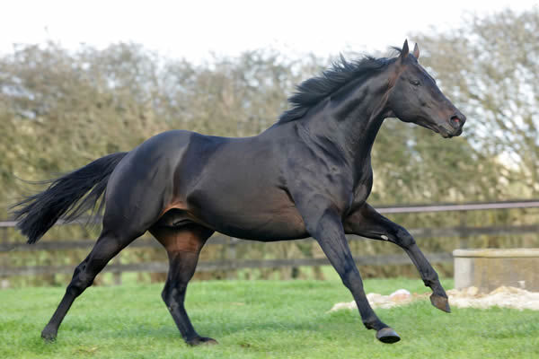 Vadamos (Fr) is the sire of Caboche.
