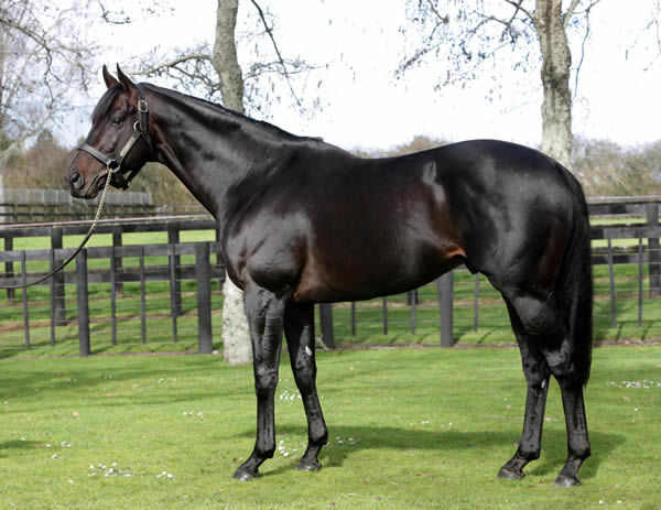 Vadamos is another popular first season sire