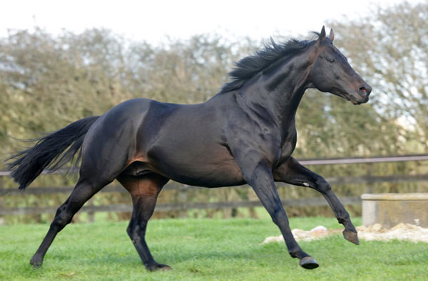 Rich Hill Stud's Vadamos (Fr) is the sire of Art de Triomphe.