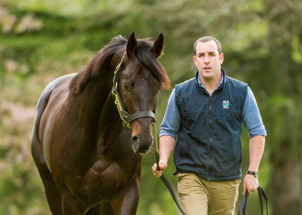 Rich Hill Stud stallion Vadamos, the sire of exciting three-year-old filly La Crique Photo Credit: Sharon Chapman