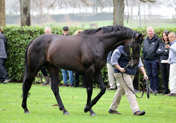 Vadamos is the sire of La Crique.