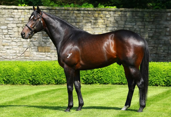 Vancouver is a Premium stallion, click for more information. 