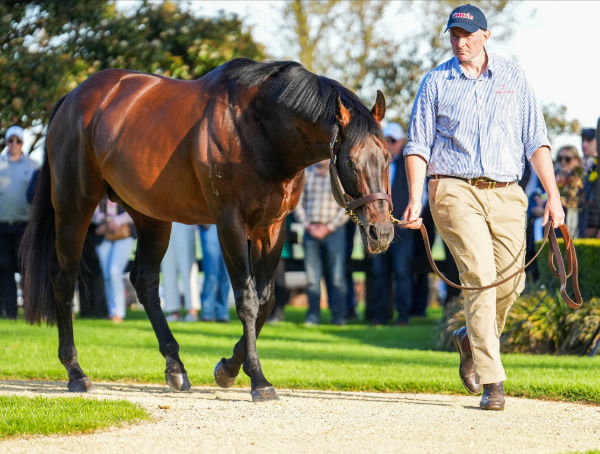 I Am Invincible, Australia's Champion sire for three years running.