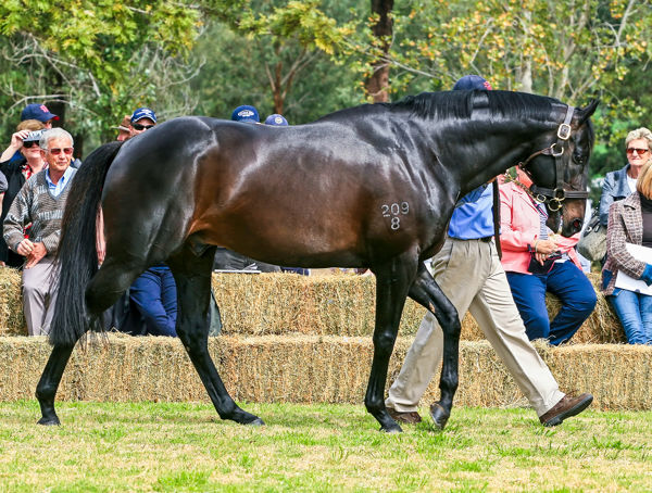 Viscount the sire of Great Again image Mark Smith
