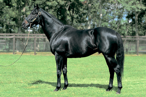 Kentucky Derby winner War Emblem features in the pedigree of Skyhook.