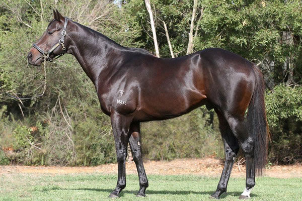 Warhorse has sired his first winner