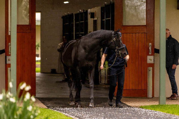 Wootton Bassett (GB) closed the parade and all eyes were on this charismatic stallion from the get go. 