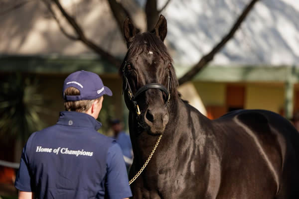 Wootton Bassett (GB) is a remarkable stallion!