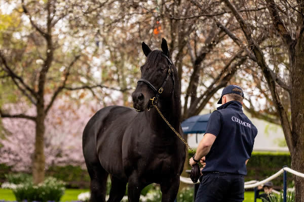 Wootton Bassett (GB) stands at a fee of $192,500 at Coolmore Australia.