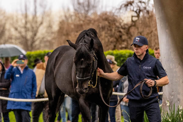 Wootton Bassett (GB) is back at Coolmore Australia this spring.