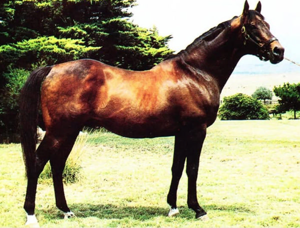 Whiskey Road (USA) is a part of the Anamo pedigree.