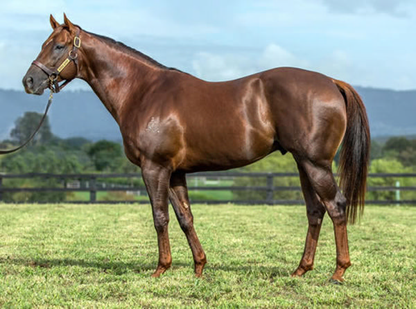 Winning Rupert is an exciting new addition to the WA stallion ranks.  