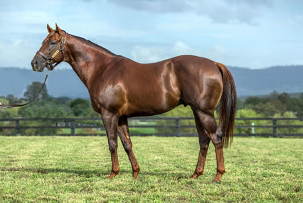 Winning Rupert is an exciting young sire son of Written Tycoon with his oldest progeny just turned 3YO's.