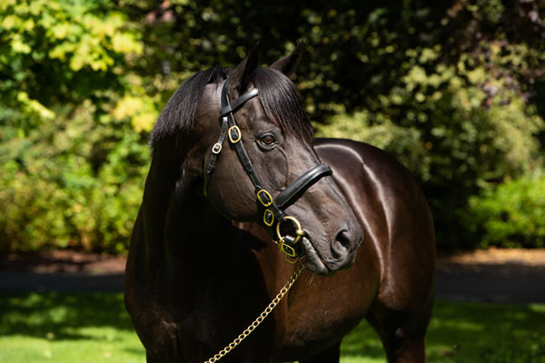 Wootton Bassett is the top gun at Coolmore Ireland in 2022, click here for more information.