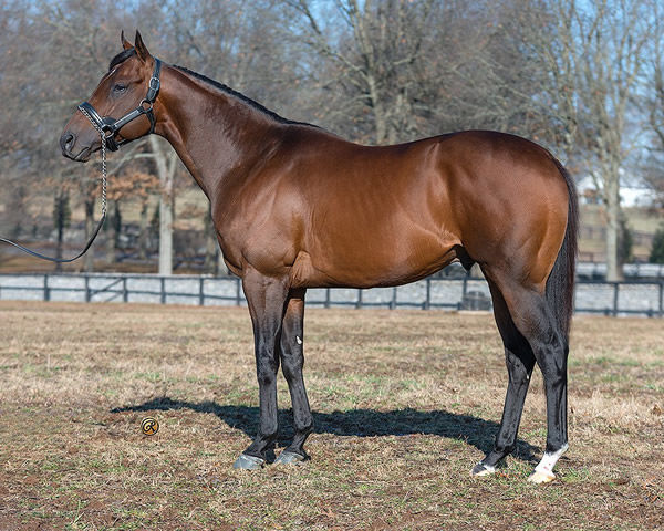 World of Trouble will shuttle to Cornerstone Stud in 2020
