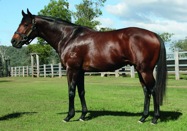 Worthy Cause was the most successful first season sire in Queensland for 2020/2021.