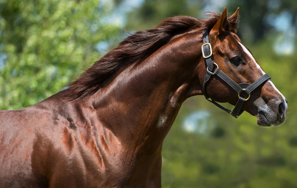 Written Tycoon has sired the winners of over $13.2million this season including 11 SW's.