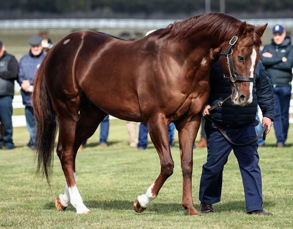Written Tycoon is Victoria's most expensive sire