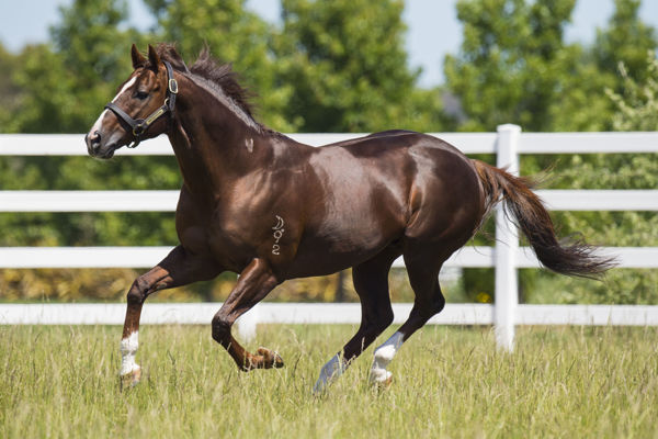 Written Tycoon has an affinity with daughters of Redoute's Choice. 