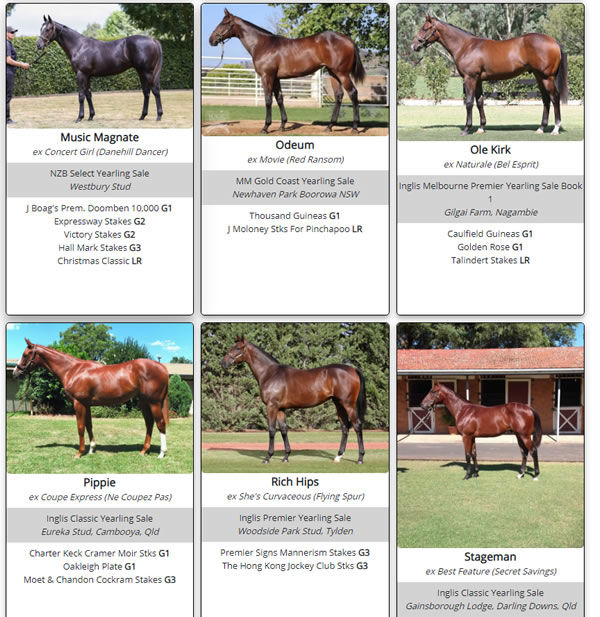 Click here to see a gallery of Written Tycoon's best progeny as they were as yearlings.