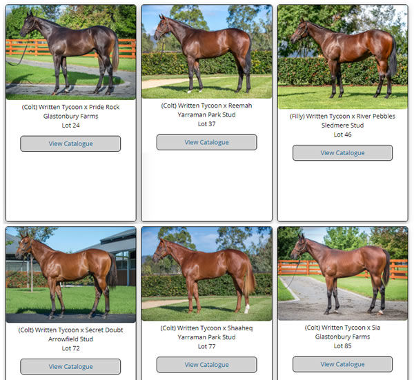 Click to see a gallery of the Written Tycoon's on offer at Inglis Easter