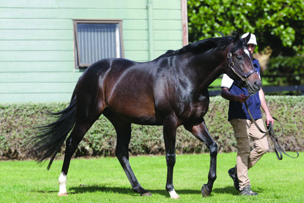 Highview Highlights - Affordable Sires Delivering