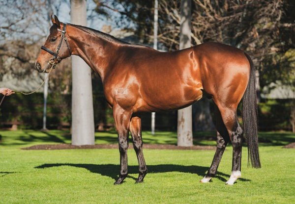 Yes Yes Yes Will Stand His First Season At Gooree Park Stud For $16,500