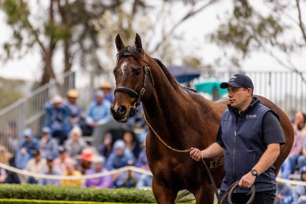 Yes Yes Yes is a value option this year at Coolmore, click for a Hypo mating.