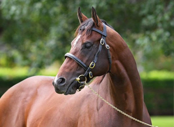 Yes Yes Yes was the leading first season sire by average at Inglis Classic.