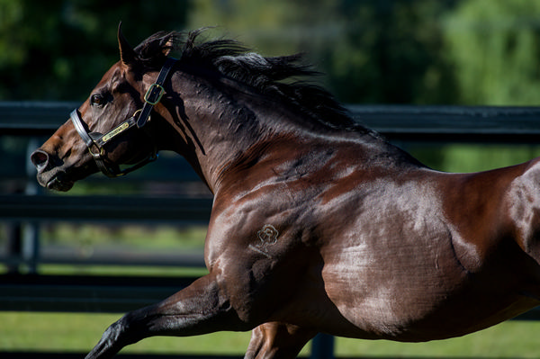 Zoumon is a first SW for his sire Zoustar at 2400m.