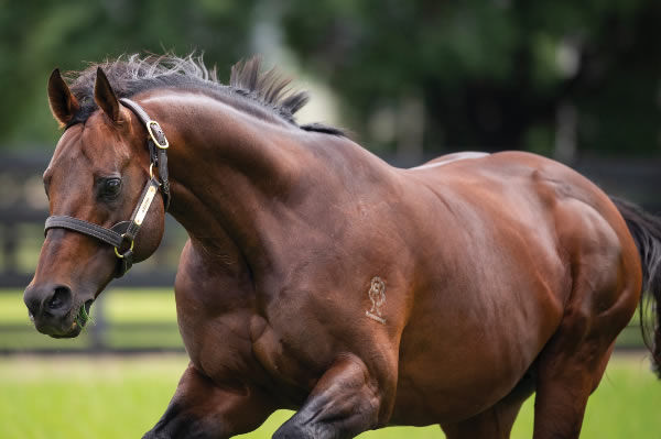 Zoustar has emerged as a super sire with legitimate designs on the title of Champion Australian Sire.