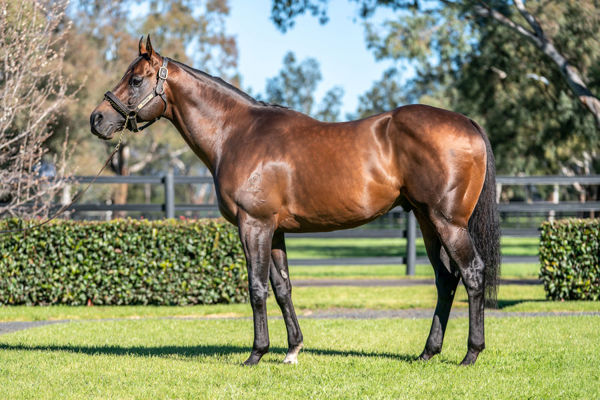 Fresh from siring the most expensive yearling sold in Australia in 2022, Zoustar stands at a fee of $198,00 inc. GST. 