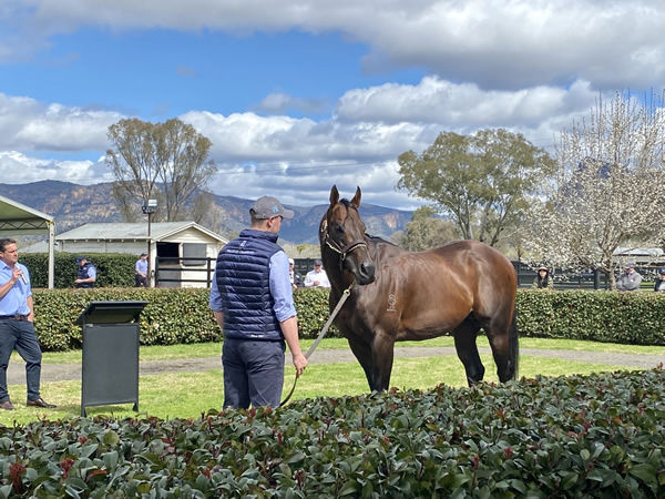 Zoustar was enjoying the crowd at the Widden Stud stallion parades this year. 