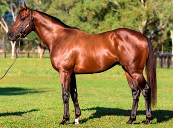 There are 16 mares in foal to leading Australian sire Zoustar