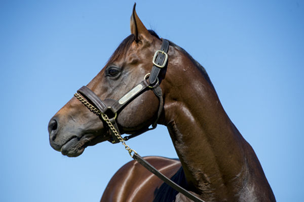 Zoustar is the sire of Ranting