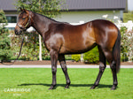 Pedigree Pointers – Karaka 2026 