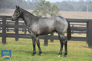 Exceed And Excel x Smokin' Alice colt sold for $1 million