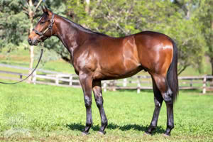 Hinchbeast as a yearling