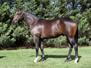 Narvaez as a yearling