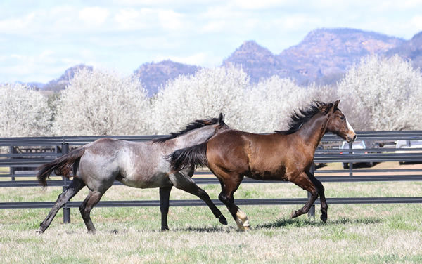 Yearlings by Trapeze Artist will hit the ground running in 2022/2023 racing season. 